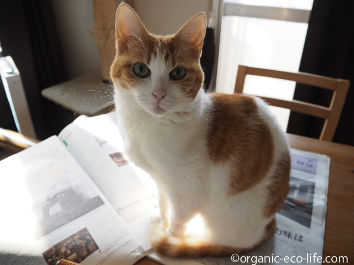新聞の上の猫