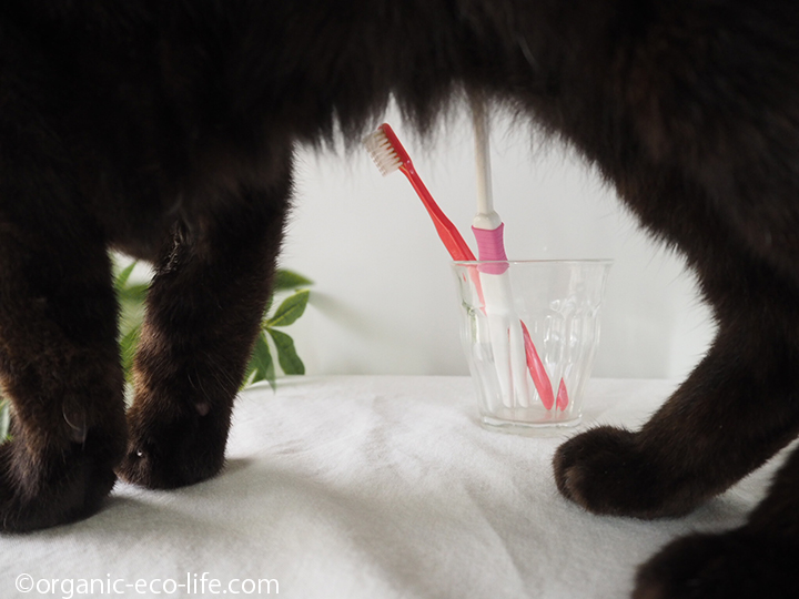 黒猫と歯ブラシ