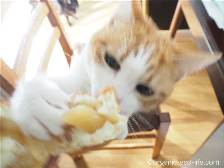 りんごパンを襲う猫
